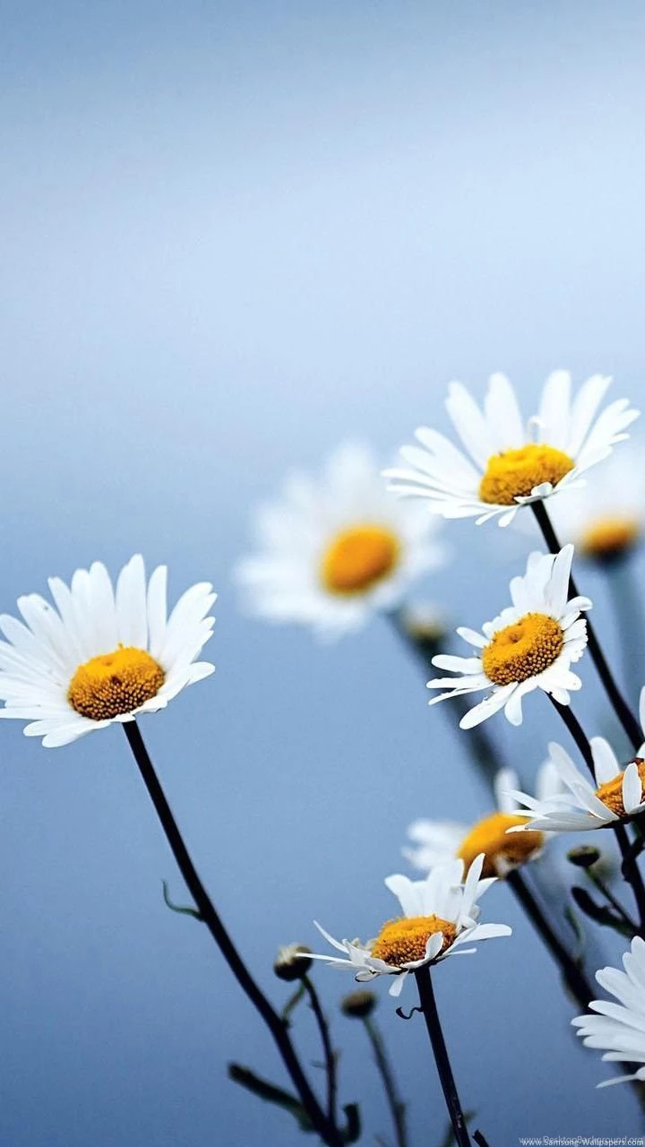 White Daisies Flowers 720x1280 Wallpapers For Galaxy S3 HD_Samsung ...