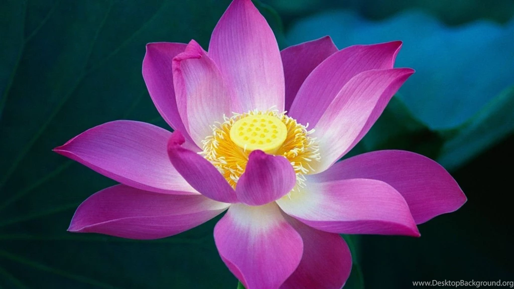 Wallpapers Large Pink Color Wallpepar Lotus Flower 1366x768 ...