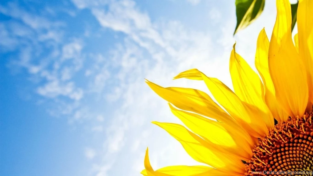 Sun Flower Wallpapers Splendid Wallpapers HD
