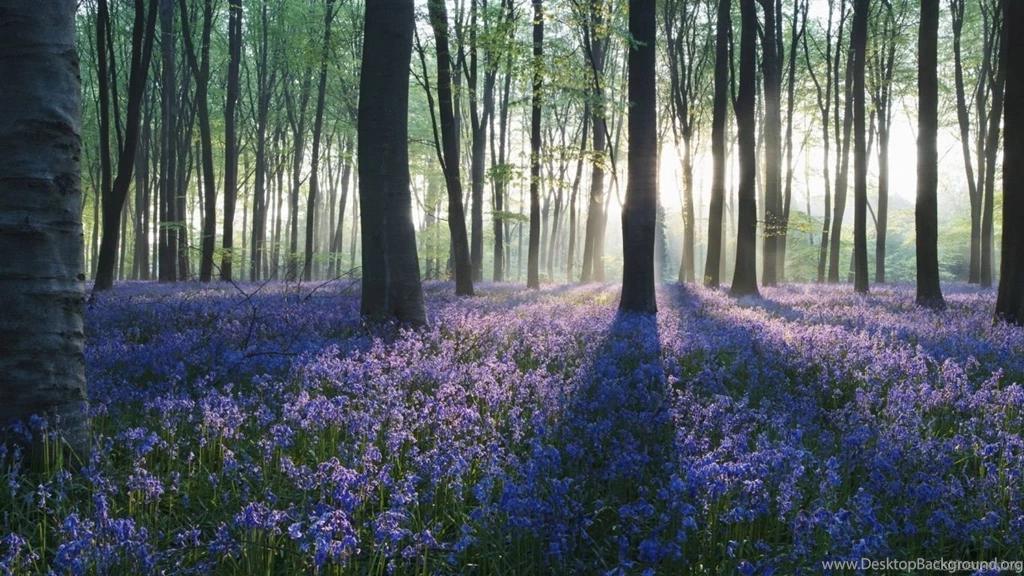 1366x768 Flowers In Forest Wallpapers