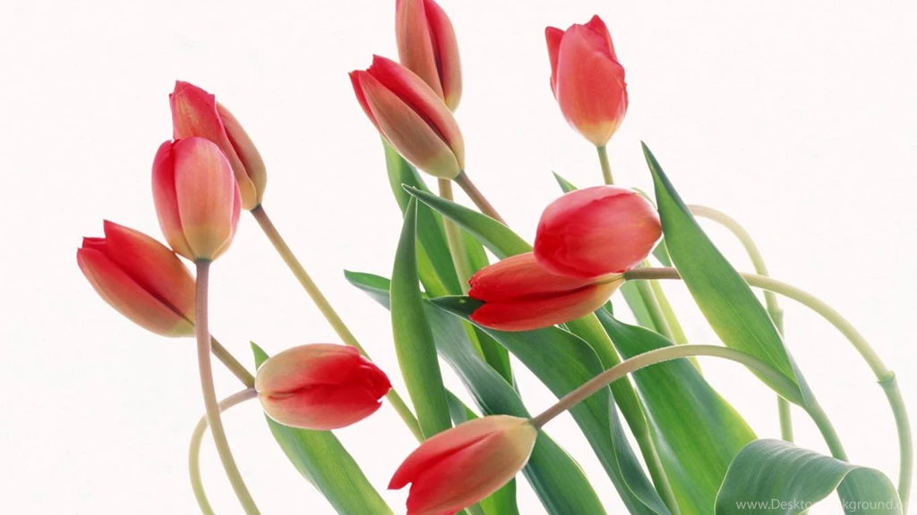 Tulip HD 1366x768