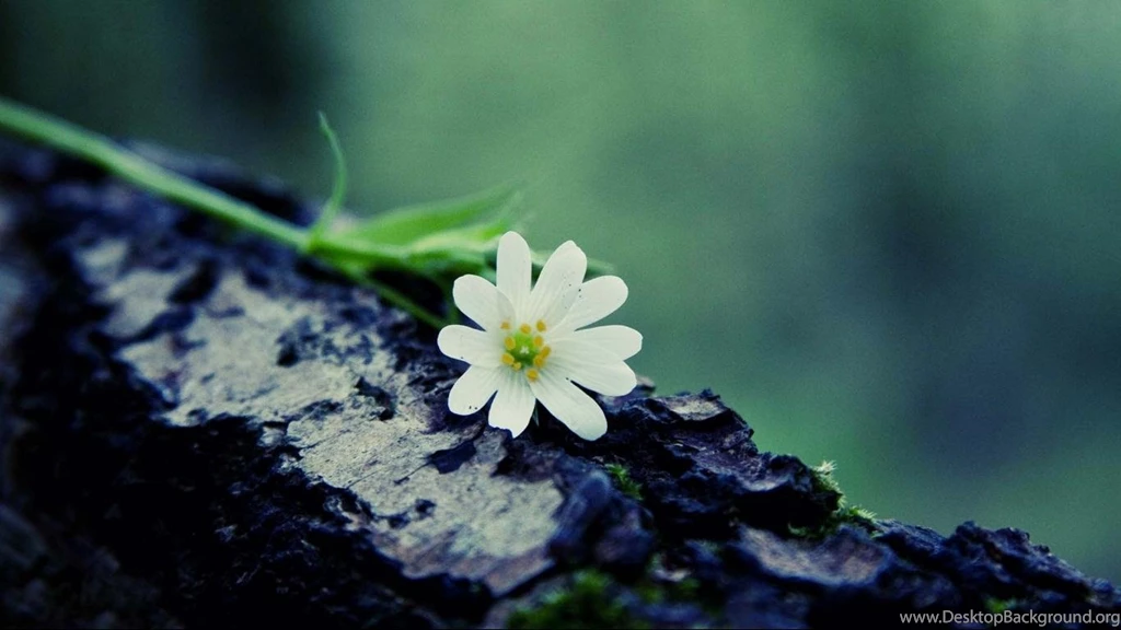 The Flowers Beautifully Desktop Wallpapers 1366x768 Widescreen Hd ...