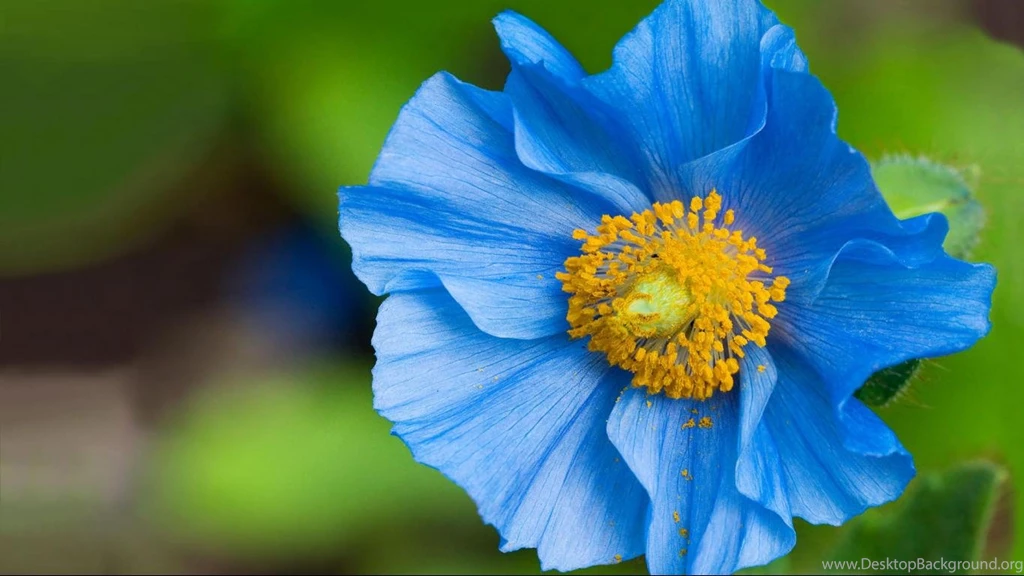 Blue Flower Wallpapers 1366x768 Hd Wallpapers Widescreen