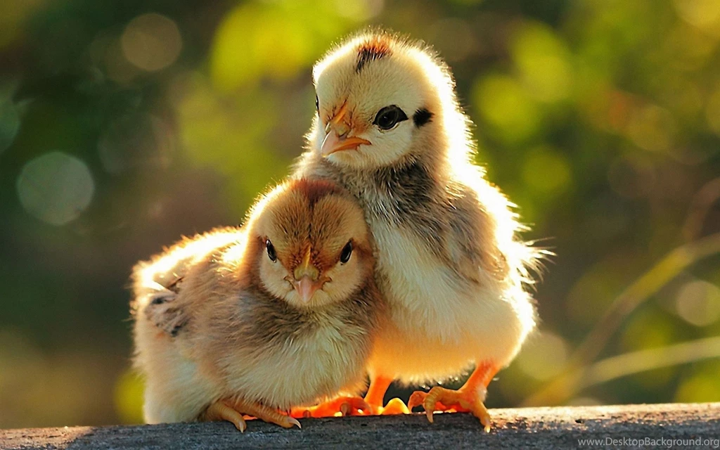 Animals