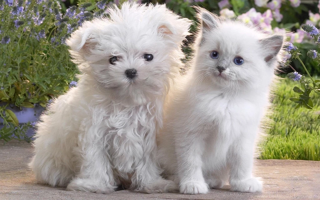 Animals wallpapers for desktop background 41.jpg