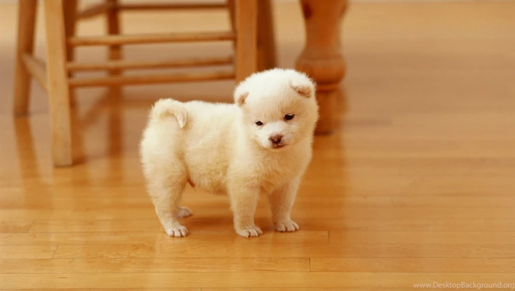 Puppy Wallpapers HD