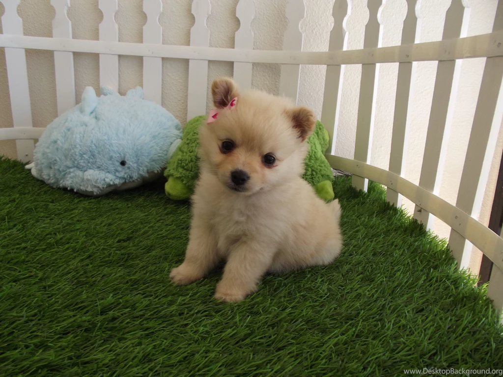 Cute Puppy Hd Wallpapers Hd Wallpapers PowerballForLife