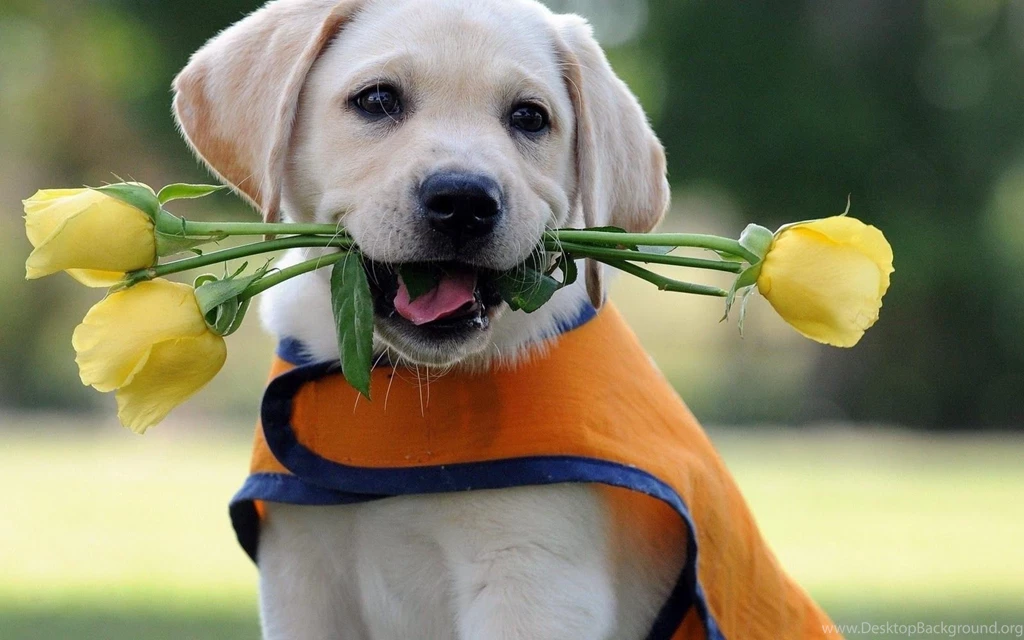 Labrador Puppy Wallpapers Hd Halv 8