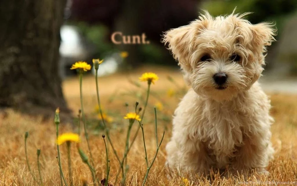 Offensive 4Chan Wallpapers