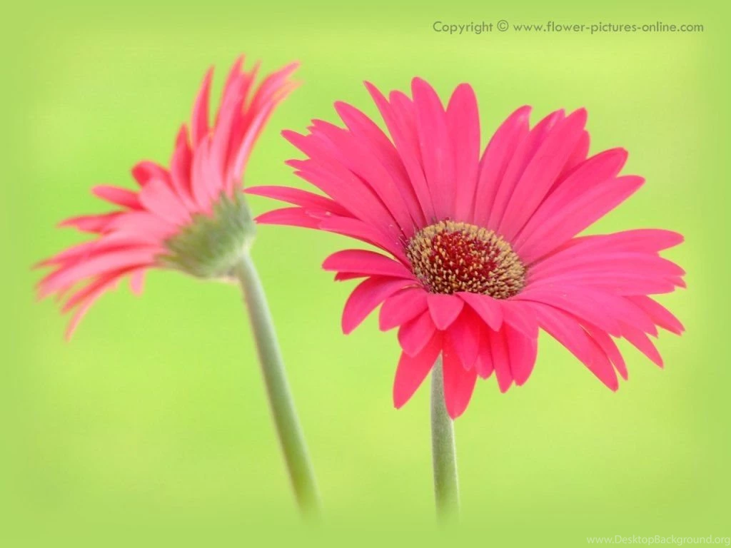 1280 X 960, 1024 X 768 And 800 X 600 Flower Desktop Wallpapers