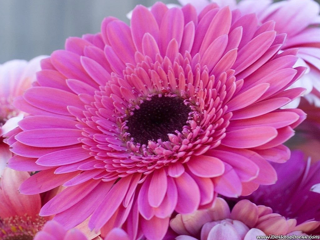 Desktop Wallpapers » Flowers Backgrounds » Gerbera Daisy » Www ...