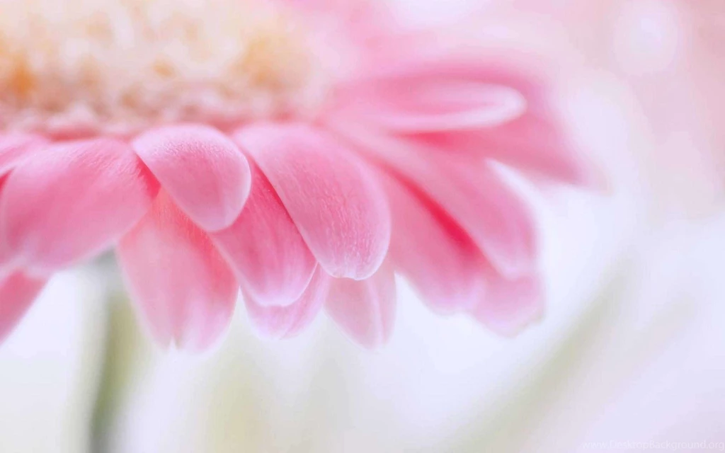 Gerbera Flower Top 10 HD Wallpapers Best Collection