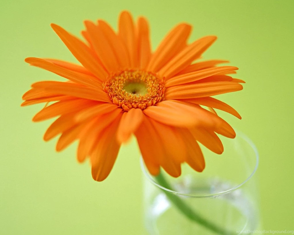 Gerbera Daisy Backgrounds Wallpapers   HD Wallpapers 15567