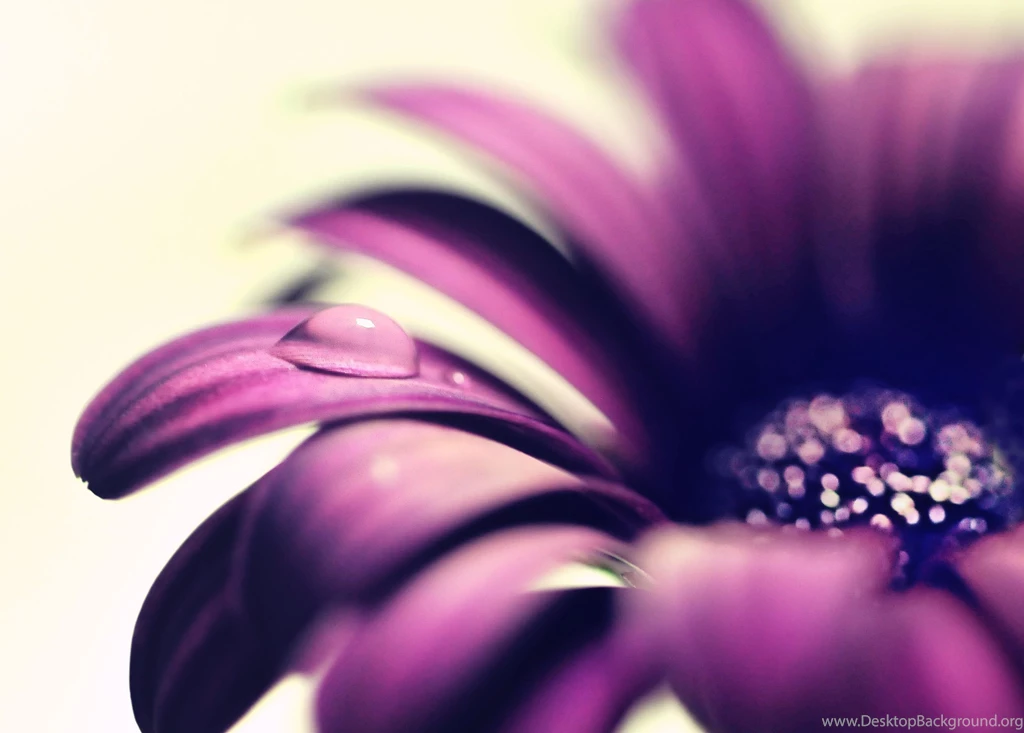 Gerbera Daisies, Macro, Patals, Drop, Dew, Purple