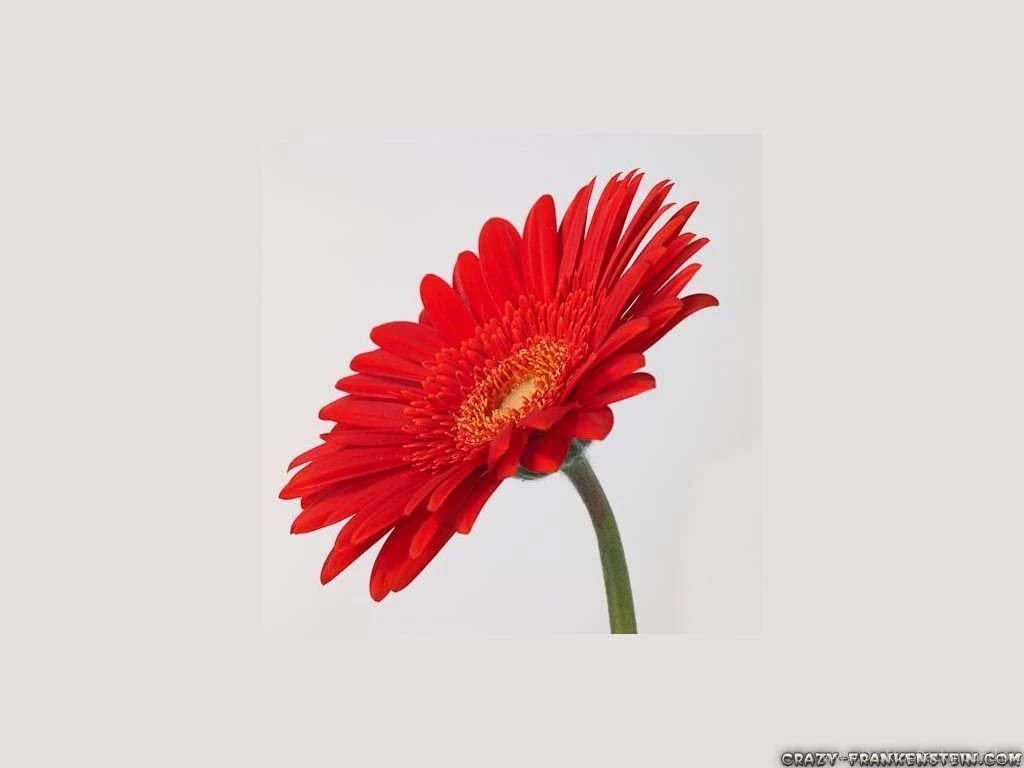 Daisy Family   Flower Wallpapers   Crazy Frankenstein