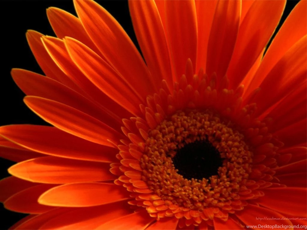 Top Orange And Pink Daisies Wallpaper Images For Pinterest