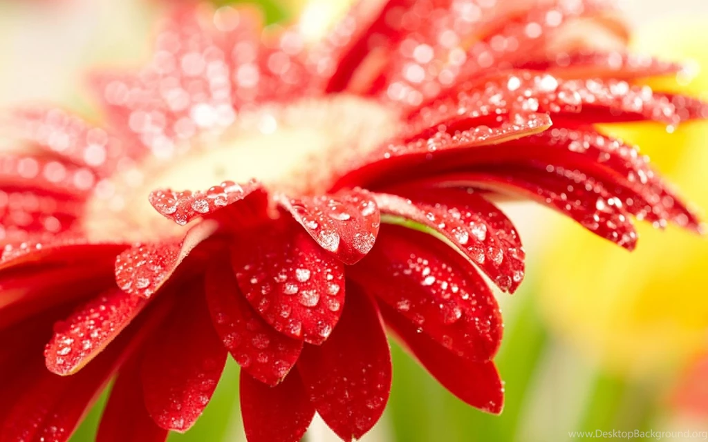 Flowers Gerbera Water Drops Wallpapers