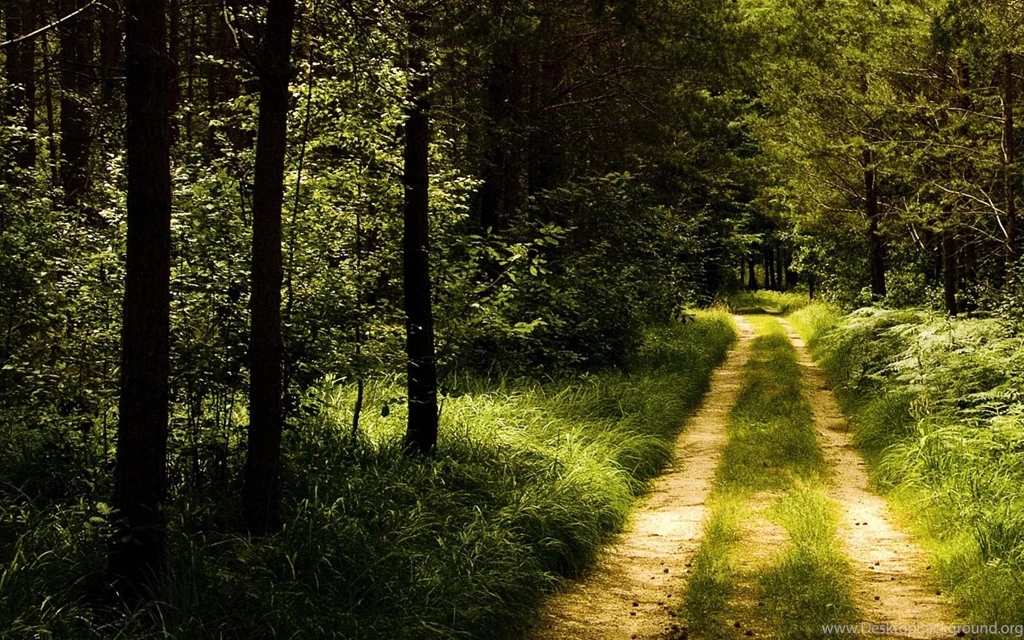 Download Germany Forest Road Wallpapers Landscape Nature Wallpapers ...