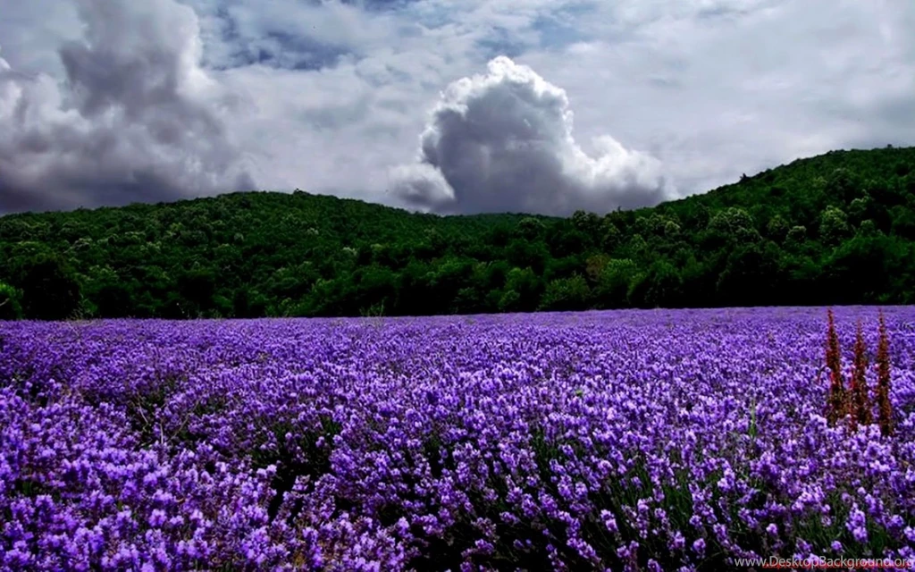 Top Nature Wallpapers 1680x1050 Images For Pinterest