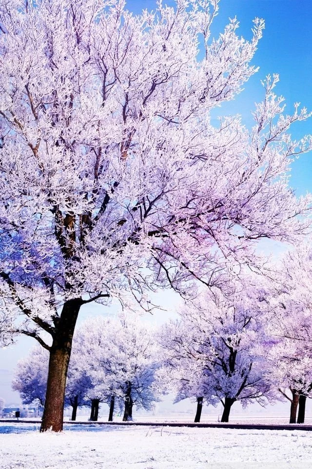 Winter Backgrounds HD Desktop Wallpapers : High Definition ...