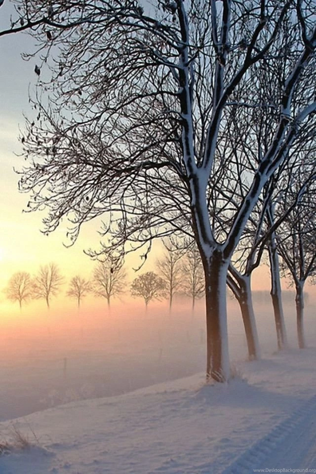 Download Wallpapers 640x960 Road, Trees, Winter, Snow, Light ...