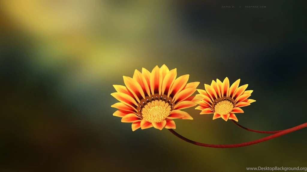 Full HD Flowers Wallpapers