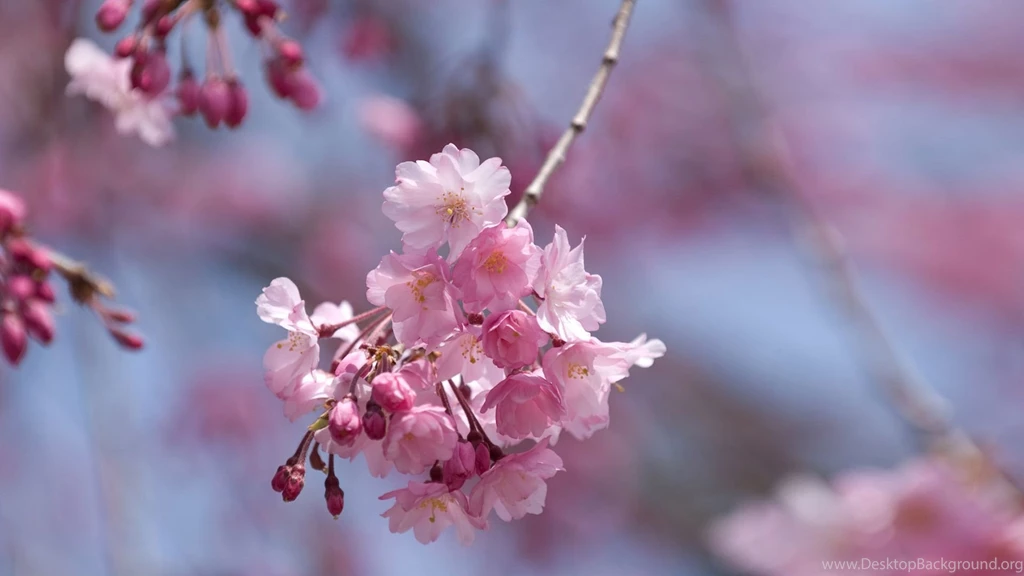 Full Hd Flowers Wallpapers Wallpapers HD Wide