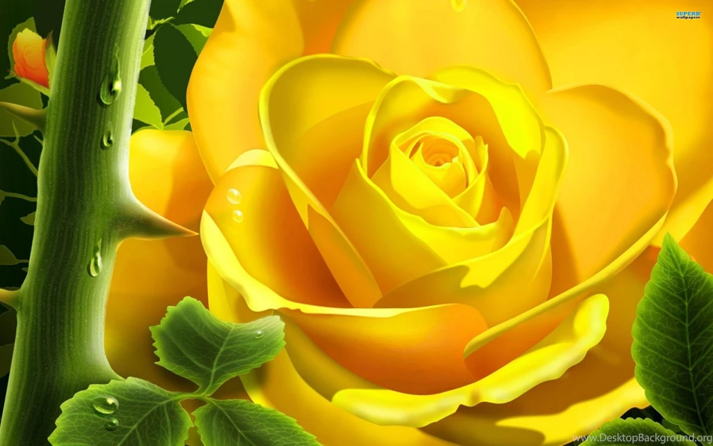 Full Hd Rose Flower Wallpapers Wallpapers HD Wide