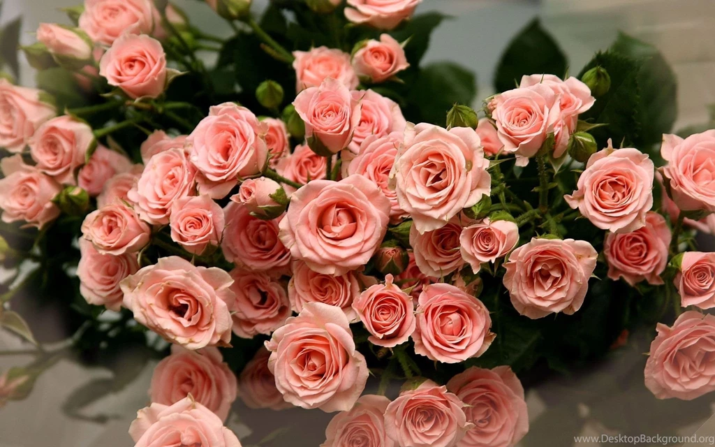 Pink Rose Flower Wallpapers