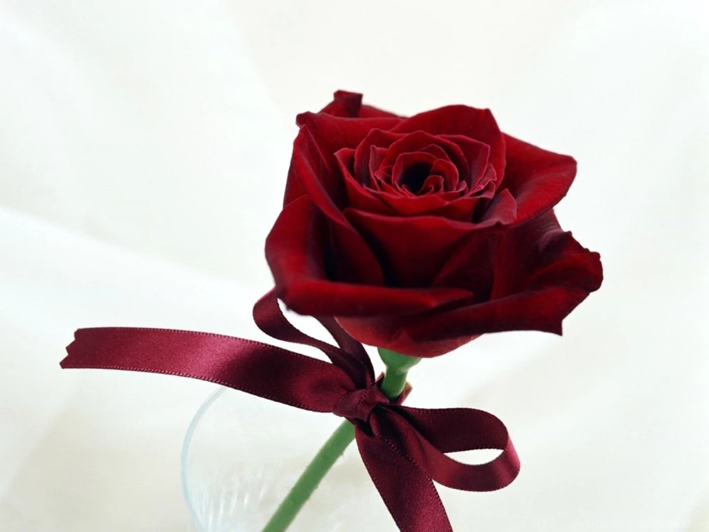 Flower Wallpapers