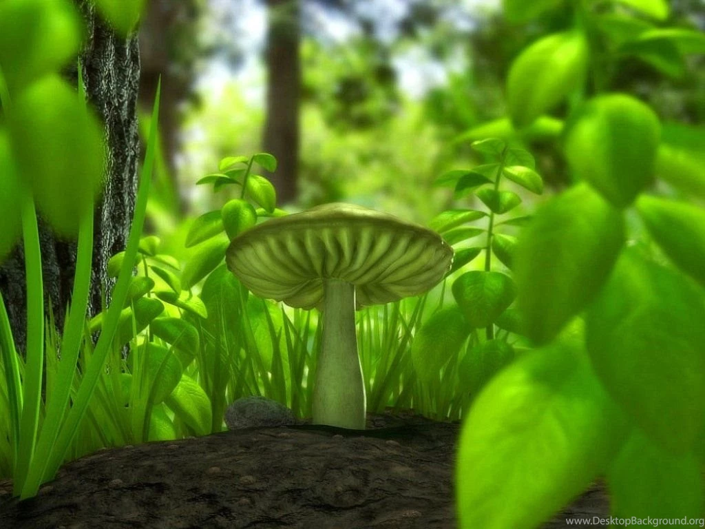 Lovely Nature Pictures