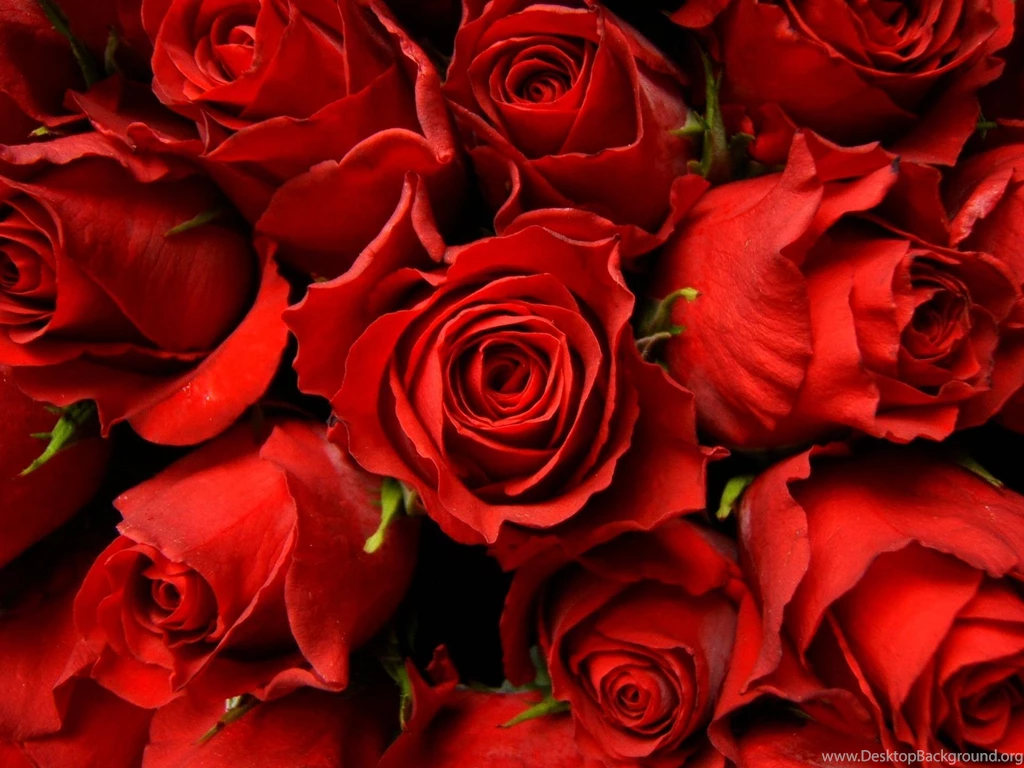 Red Roses Wallpapers   Wallmanage.com