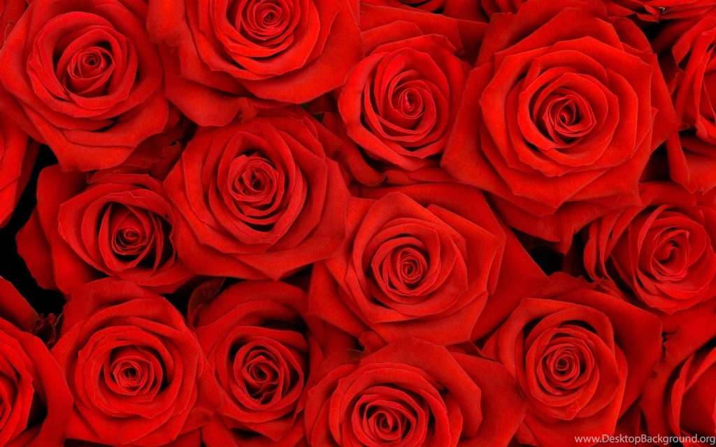 Red Roses Computer Wallpapers, Desktop Backgrounds