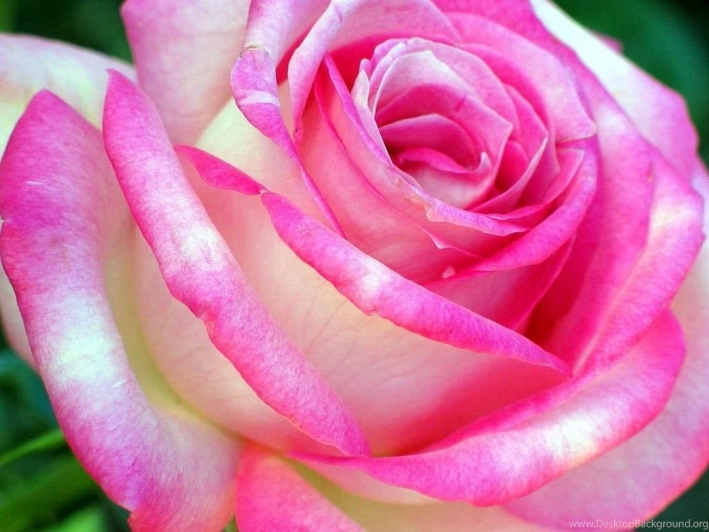 HD Wallpapers Free Download
