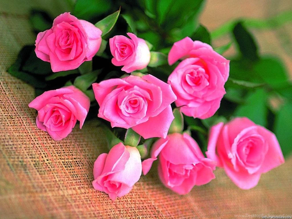 Rose Pictures Free Download HD Wallpapers Lovely