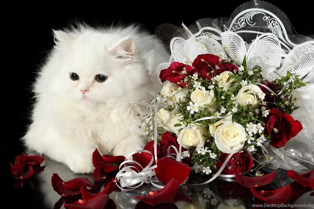 HQ DESKTOP WALLPAPERS: Cute Cat HD Desktop Wallpapers