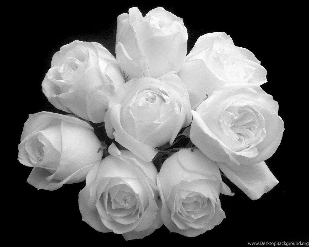 White Rose Images
