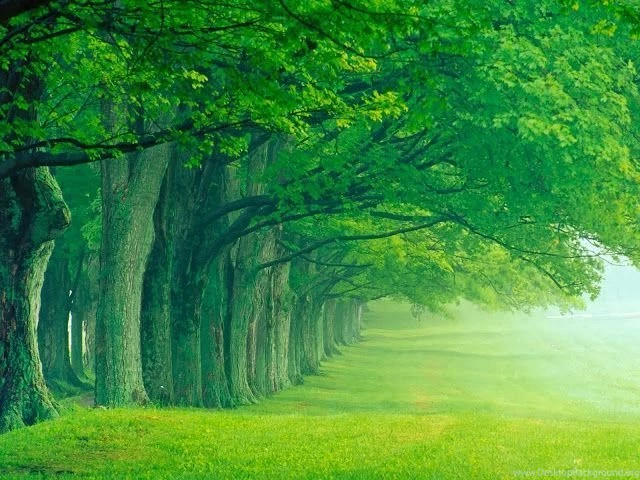 Summer Nature Wallpapers