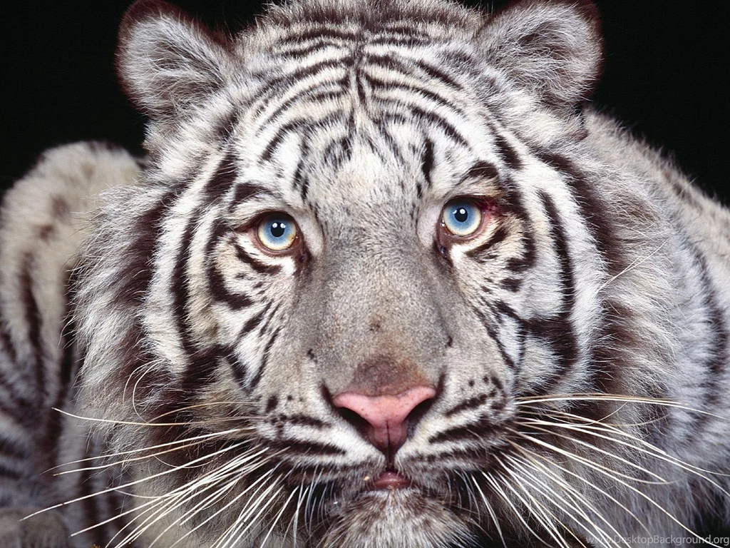 Hd White Tiger Background Images
