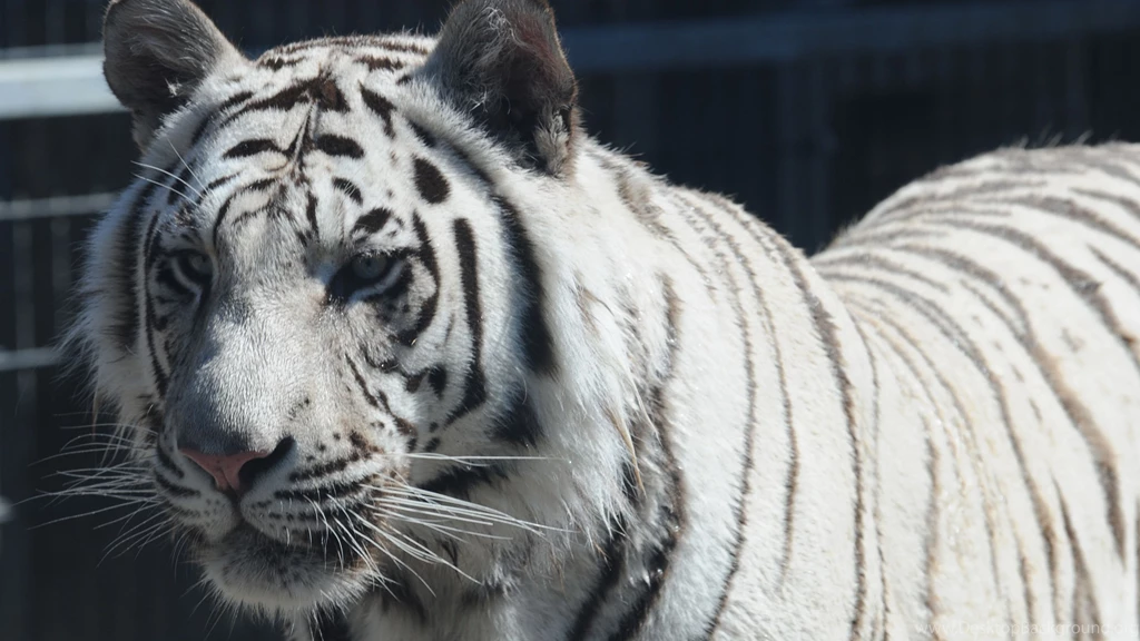 White tiger 4k background_1.jpg