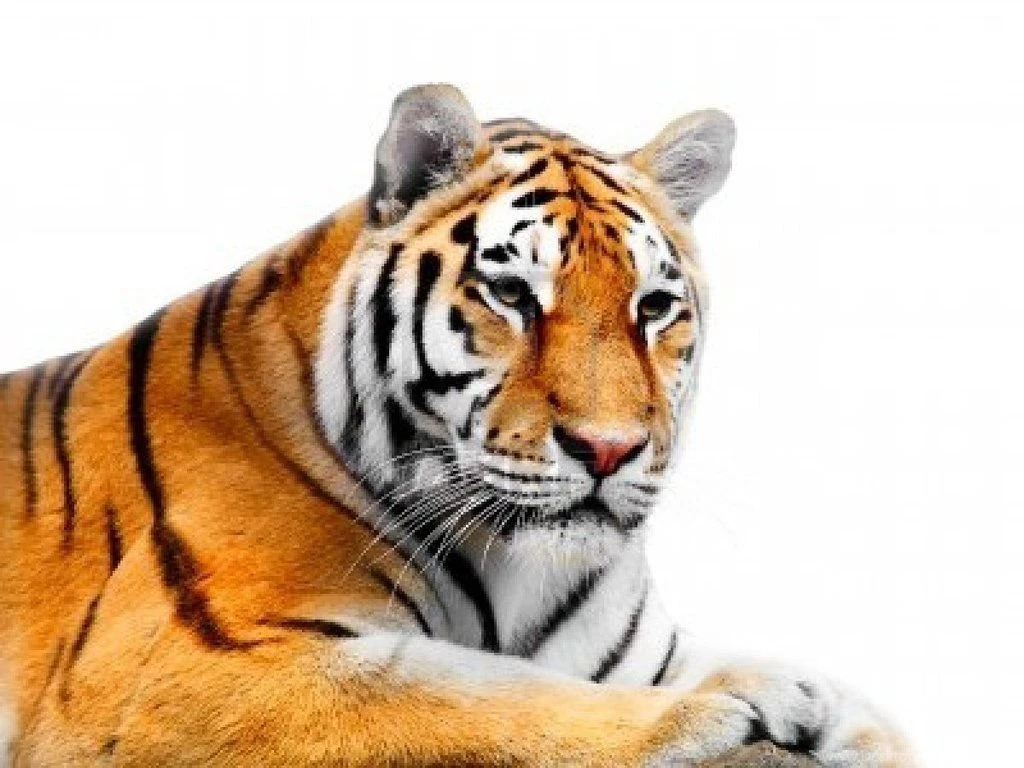 883199 big tiger on a white backgrounds By Shinypika0026 On DeviantArt