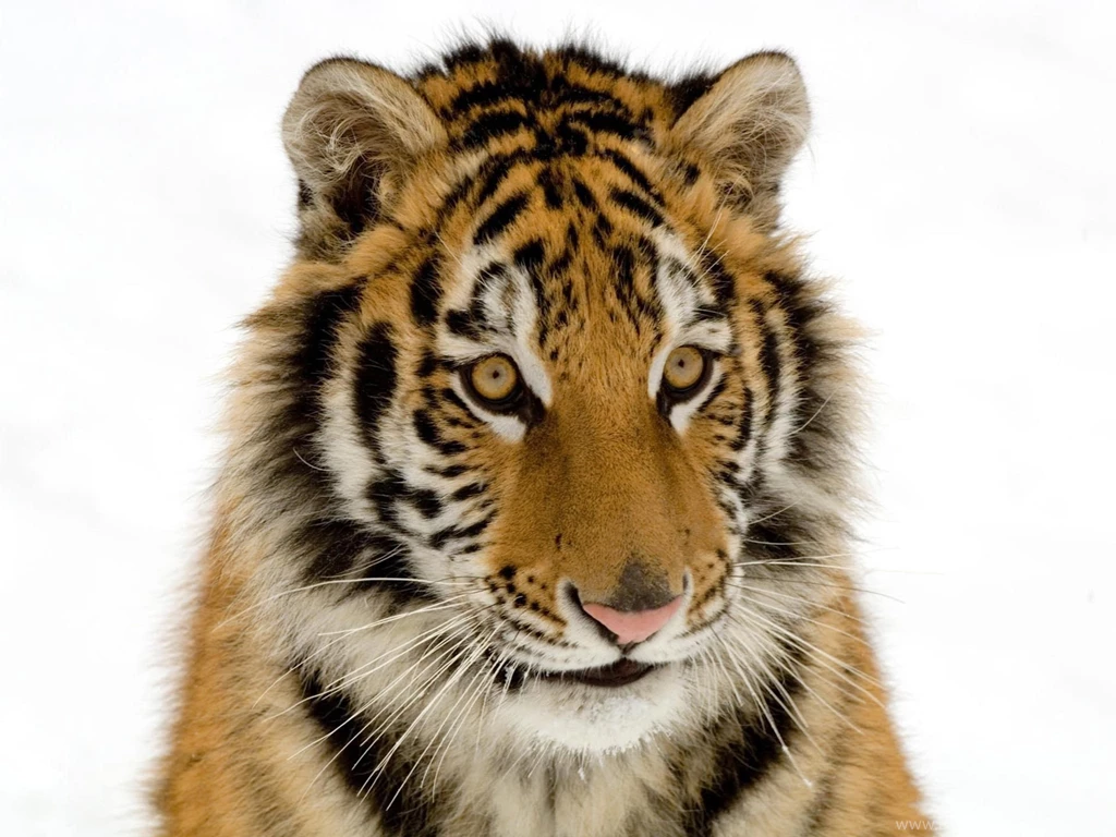 Top Hd 3d White Tiger Images For Pinterest