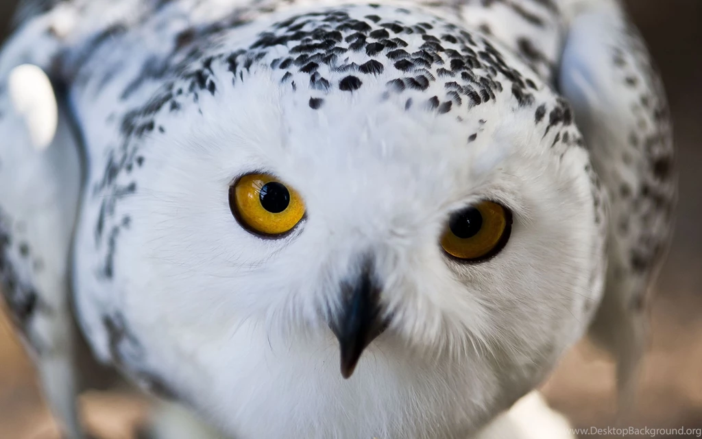 Snowy Owl HD Wallpapers