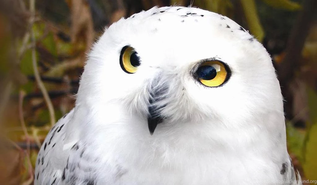 Snowy Owl Desktop And Mobile Wallpapers Animals Town