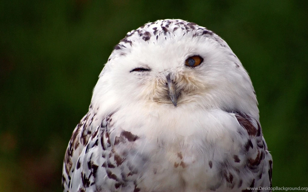76 Snowy Owl HD Wallpapers