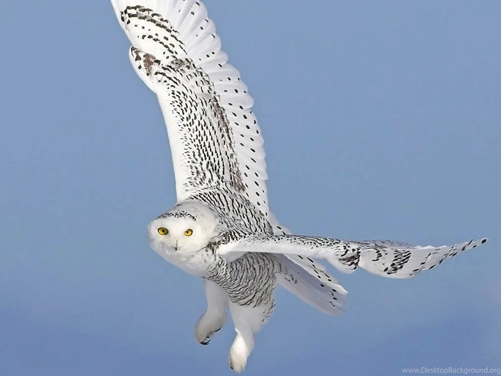Snowy Owl Wallpapers Animals Town