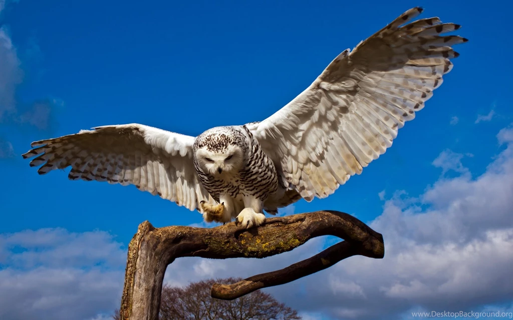 Snowy Owl Beautiful HD Beautiful Pictures All HD Wallpapers