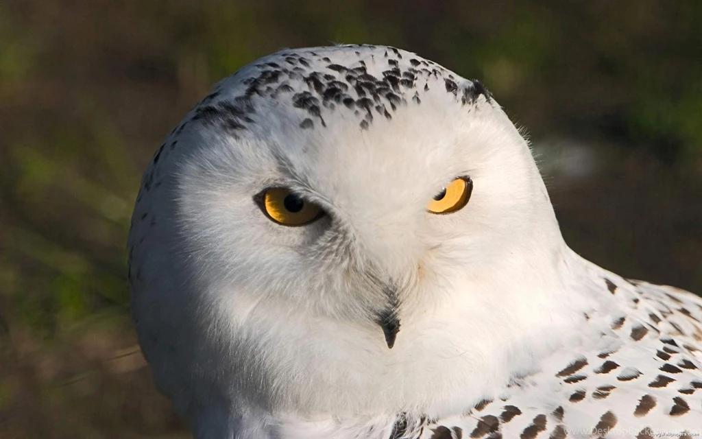 Owl Wallpapers
