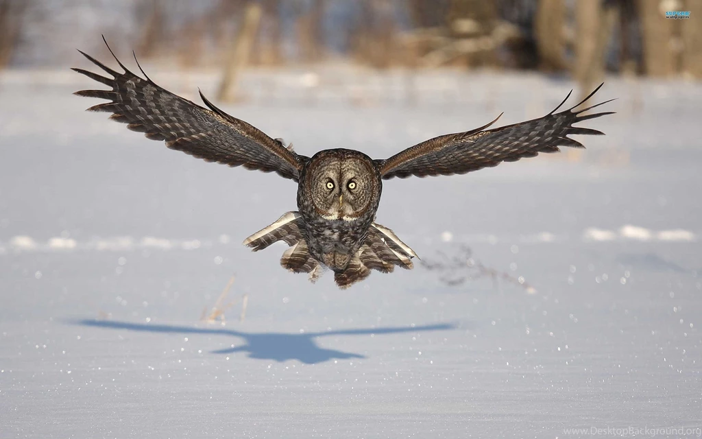 Snowy Owl Wallpapers Animal Wallpapers