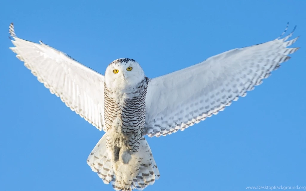 Top Snowy Owl Wallpapers For Images For Pinterest